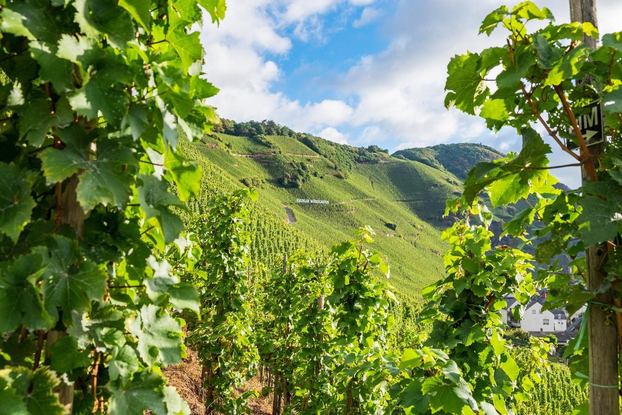 Weingut / Gaestehaus Gerlach Ürzig Extérieur photo