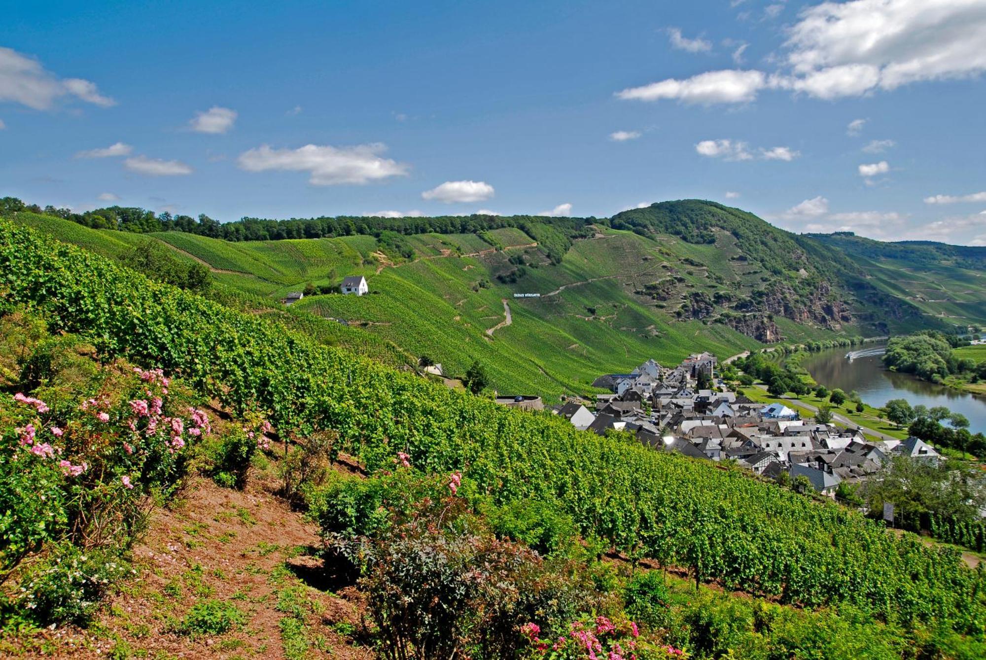 Weingut / Gaestehaus Gerlach Ürzig Extérieur photo